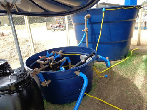 Produção De Tilapia Em Caixa D'agua (c/ Consultoria)