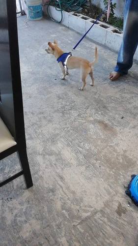 Pechera Malla Para Perros Razas Pequeñas + Correa