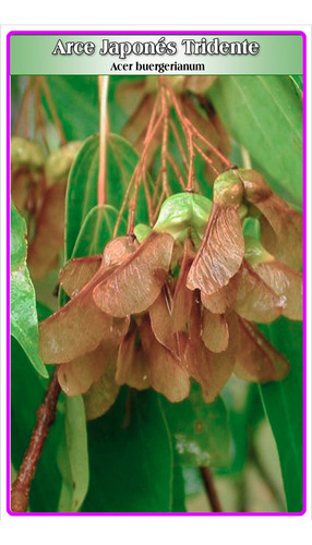 Semillas De Arce Japonés (acer Buergerianum)