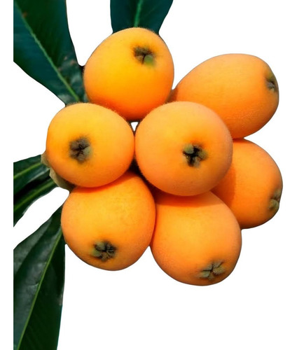 Kit 200 Sementes Nêspera Ameixa 100% Orgânica Plantio