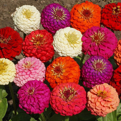 30 Semillas De Zinnia Liliput