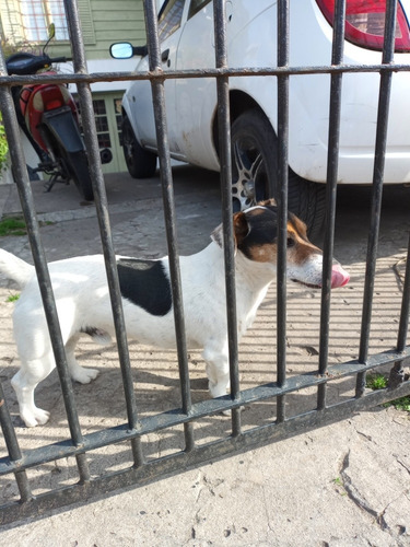 Imagen 4 de 5 de Jack Russell Servicio De Monta