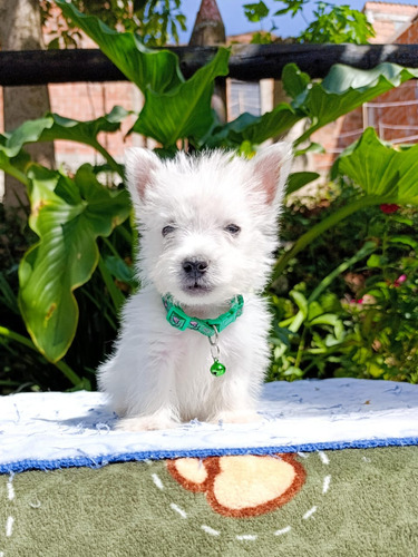 Cachorro Westy Macho Animal Pets Colombia Medellin, Cali