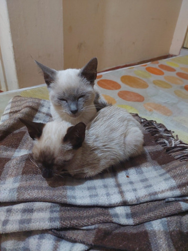 2 Gatitos Siameses : Hembra Y Machito De 2 A 3 Meses 