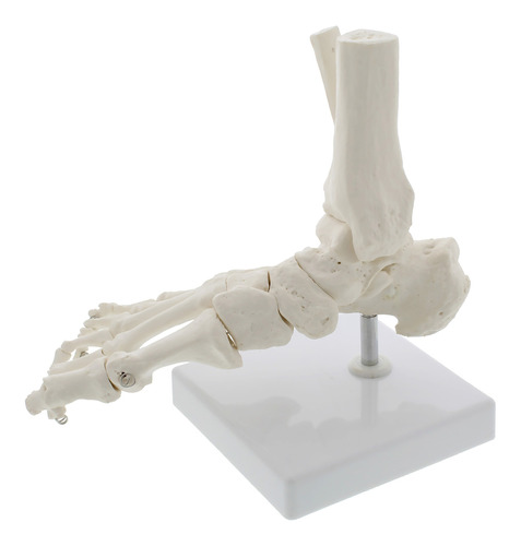 Modelo Anatómico De Huesos De Pie Y Tobillo Tamaño Real,