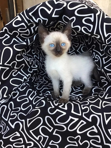 Gatitos Siames Machito - Muy Lindos !!! Listos Para Entregar
