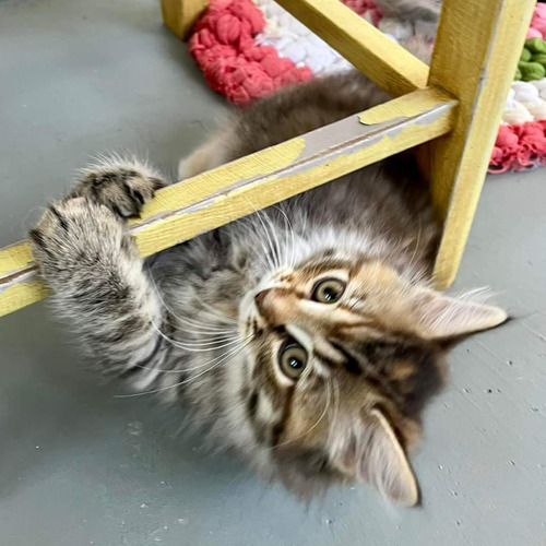 Gatitos Siberianos De Gran Tamaño