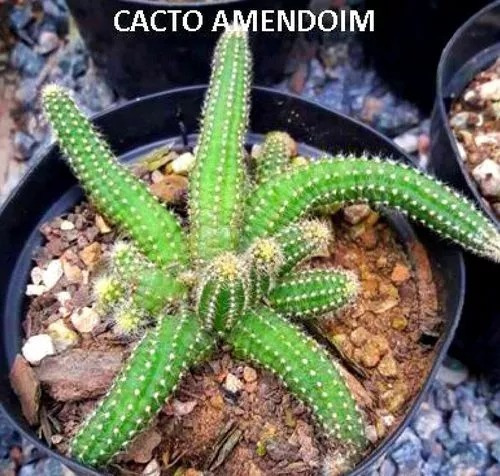 Cacto Amendoim - Cacto Chamaecereus Silvestrii + Brinde | Parcelamento sem  juros