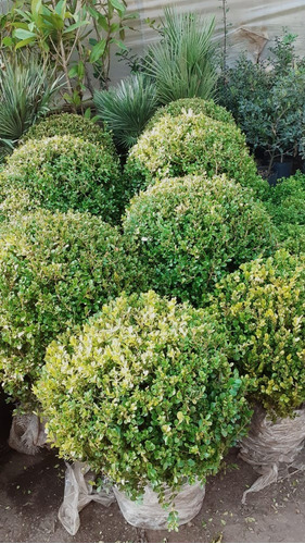 Buxus Sempervirens Bocha 40lts 60/70cm Diametro