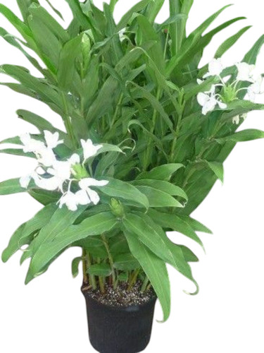 Caña De Ámbar, Flor Mariposa. Hedychium Coronarium