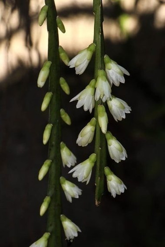 Muda Rhipsalis Linearis - Lepismium Warmingianum 20 A 30cm