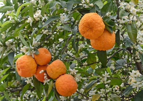 Naranja Amarga (agria) 10 Semillas Germina Fácil Frutal