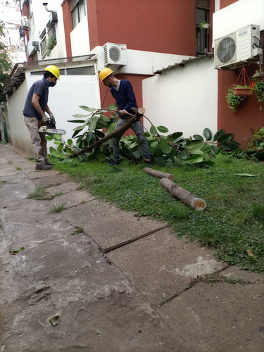 Imagen 7 de 8 de Poda En Altura