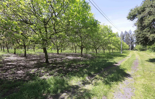 Venta Parcelas En El Tijeral, Angol Imperdible