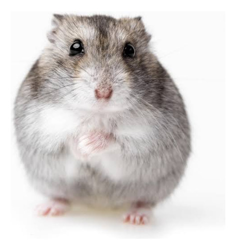 Hamster Chinês