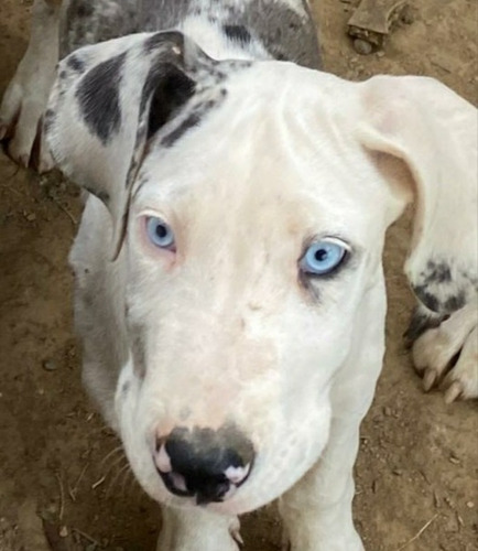 Filhotes De Dogue Alemão Arlequim Olhos Azuis