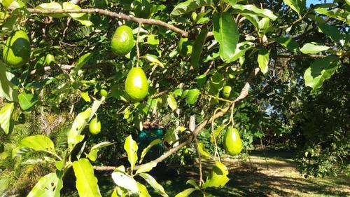 Chácara Para Venda - Cisalpina - Valinhos - Ch0019