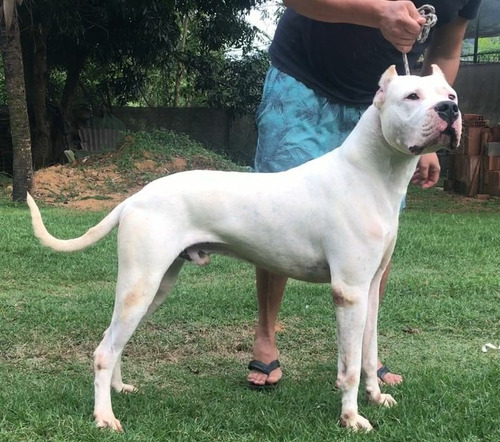 Filhotes De Dogo Argentino Com Pedigree