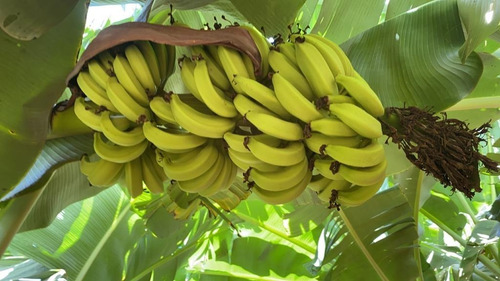 Imagem 14 de 15 de Fazenda Para Venda Na Região De Ibipeba-ba, Com 179 Hectares, Beira Do Asfalto, Muitas Benfeitorias, Plana, Pode Rodar Pivo - Fa00392 - 70074965