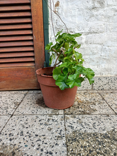 Geranio De Hiedra C/ Maceta ( Pelargonium Hederaefolium )