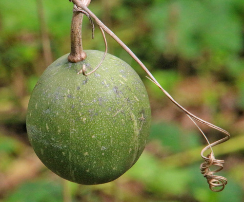 20 Semillas Guaje Bule Calabacilla Mezcalera