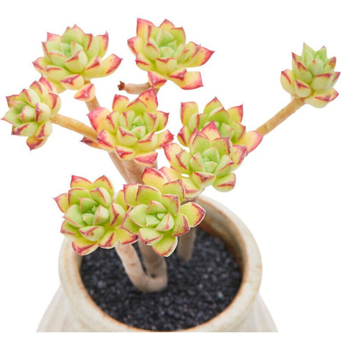 Suculenta Echeveria Supia - Detalhes Vermelhos