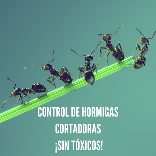 Hormiguicida - Control De Hormigas Sin Veneno - Orgánico