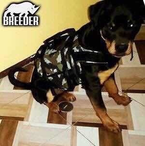 Imagen 10 de 11 de Mochila De Entrenamiento/peso Pitbull Bully