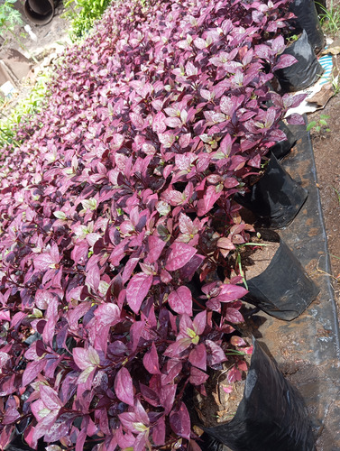 Plantas Croto Vinotinto