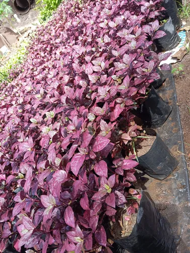 Plantas Croto Vinotinto