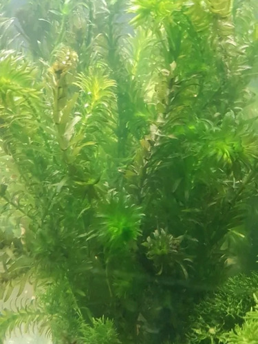 Planta Acuática Elodea Bajos Requerimientos, 4 Porciones
