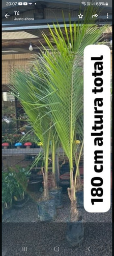 Palmera Coco Bahia