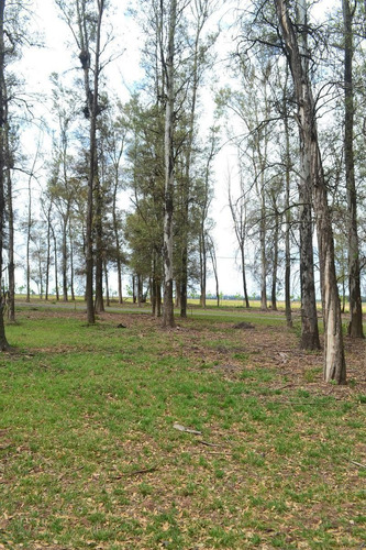 Terreno - Campo Timbo