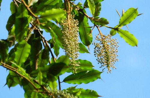 Muda Canudo De Pito Mabea Fistulifera Melífera Pinga Néctar