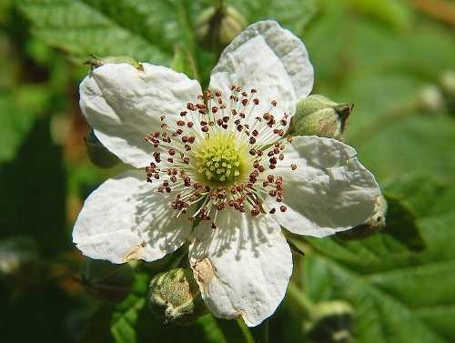 12 Sementes De Amora Preta Gigante - Blackberry Rubus Fruta