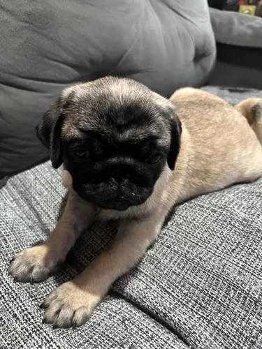 Vendo Raça Pug