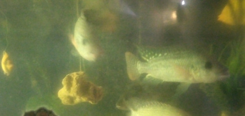 Imagen 2 de 4 de Peces Vivos