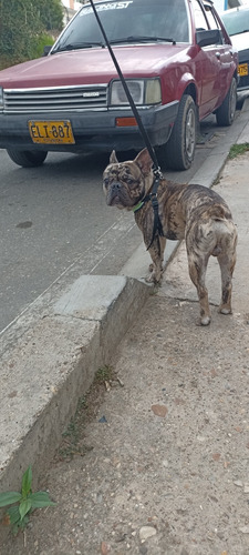 Bulldog Frances Un Año De Edad Esta Completamente Sano 