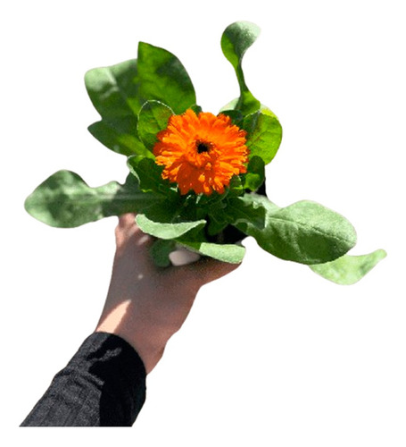Planta La Calendula Sirve Para Las Verrugas