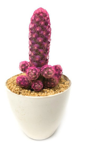 Cactus De Color Fucsia