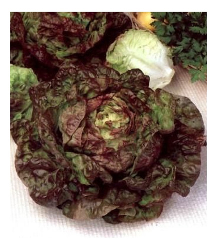 400 Semillas Lechuga Morada 4 Estacion P/huerta O Hidroponia