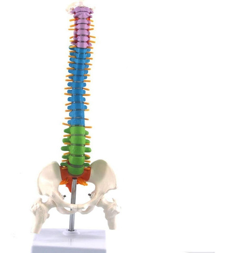 Modelo Anatómico Columna Vertebral 45cm Con Cadera - A Color