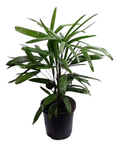 Palma Raphis Excelsa