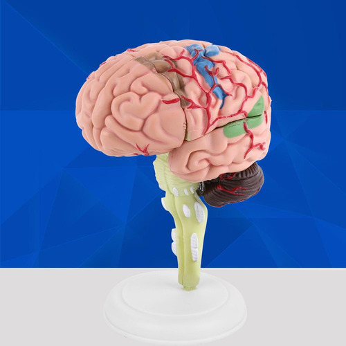 Modelo Médico De Cerebro Humano Anatómico Desmontado De 1 Pi