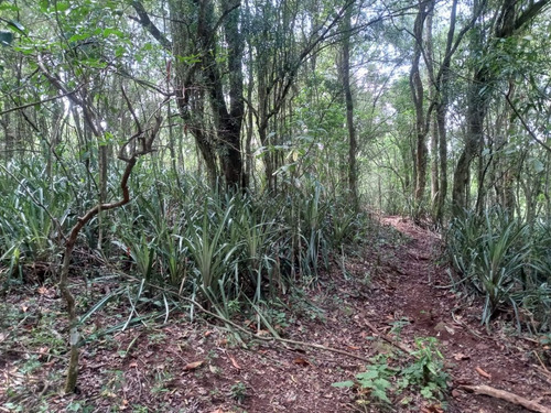 Dueño Vende 29ha, Con Título De Propiedad, 600mts De Costa Sobre El Río Uruguay, Arroyo Y Nacientes De Agua.