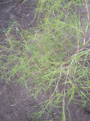 Muhlenbergia Dumosa.