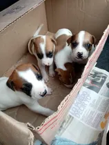 Comprar Jack Russell Terrier
