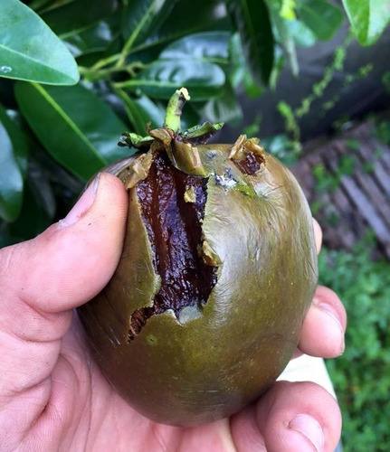 Zapote Negro (chocolate)