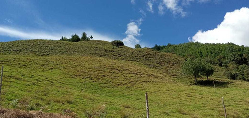 Imagen 5 de 9 de Linda Finca18 Hectareas En Abejorral Con Cultivo Pequeño