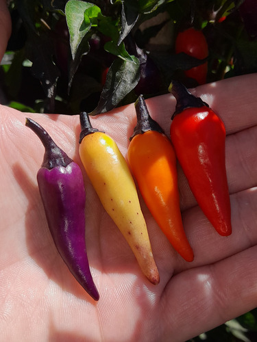 15 Semillas De Pimiento Ají Jalapeño Multicolor